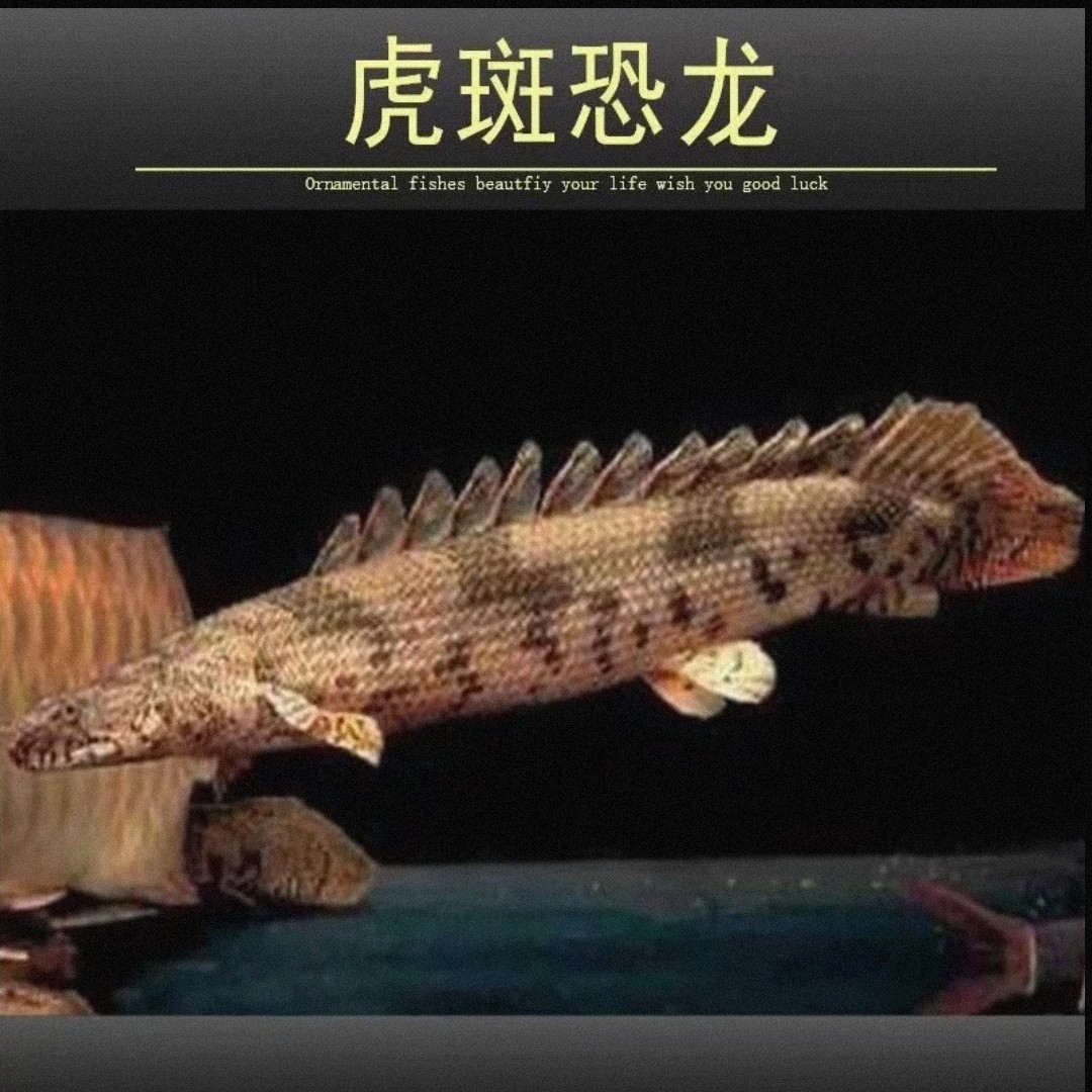 恐龙鱼大花恐龙鱼虎斑恐龙王稀有化石鱼皮实耐养淡水活体发货