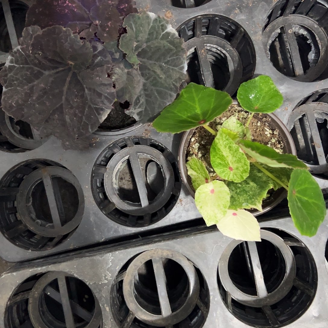 我***的无花朵133秋海棠清货福利专用链接