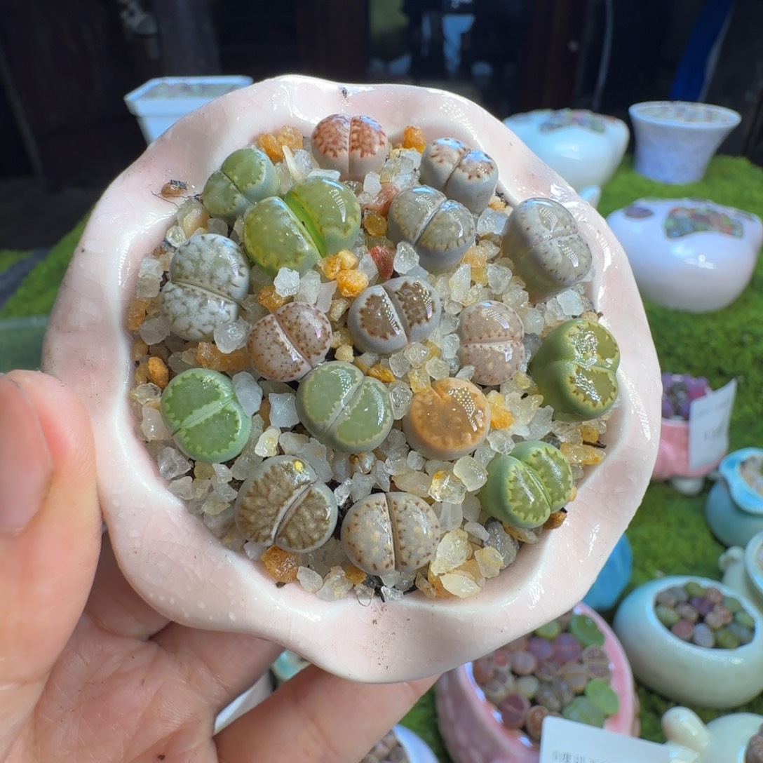 美***9多肉植物开播福利1266