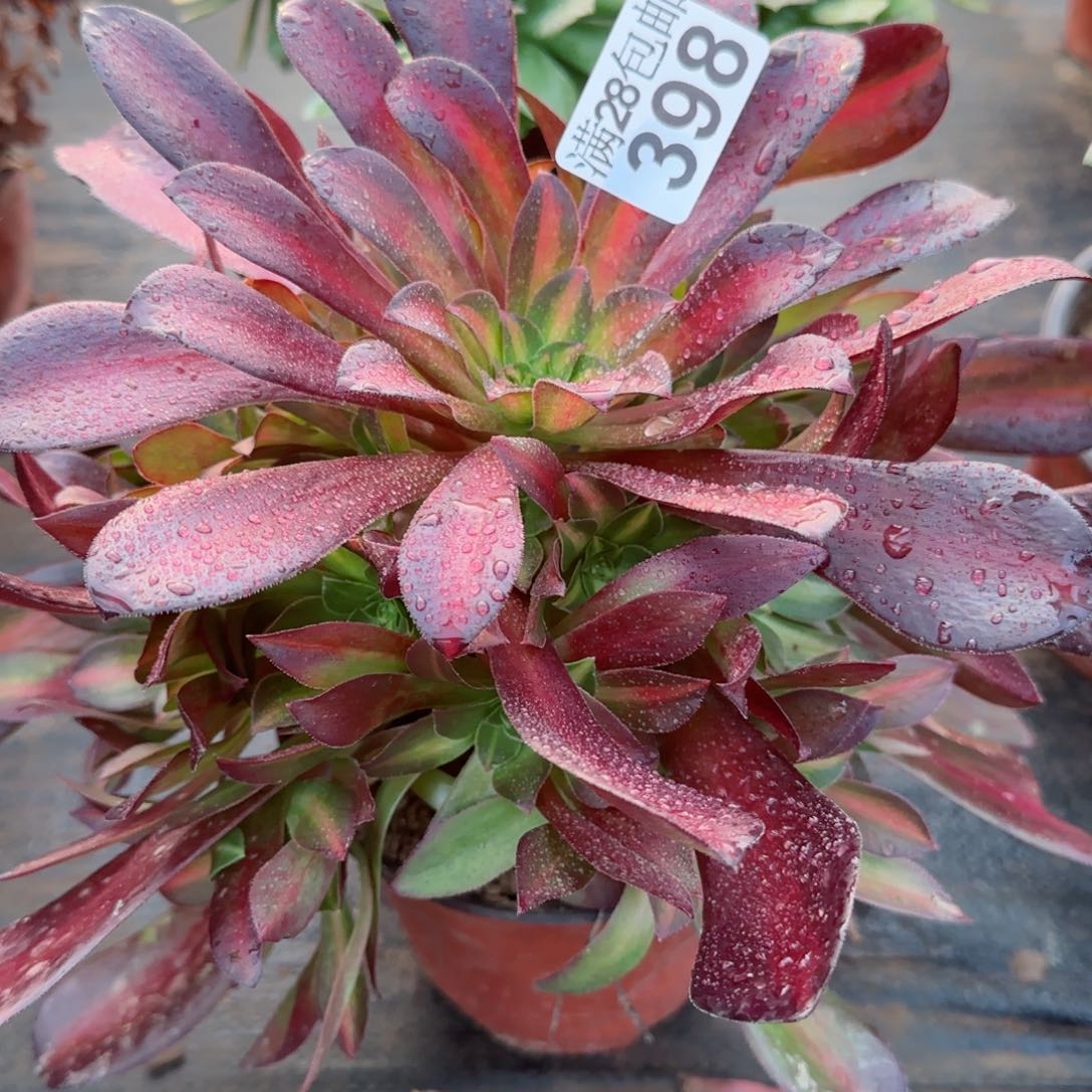 花纳多肉398满28包邮断枝不包