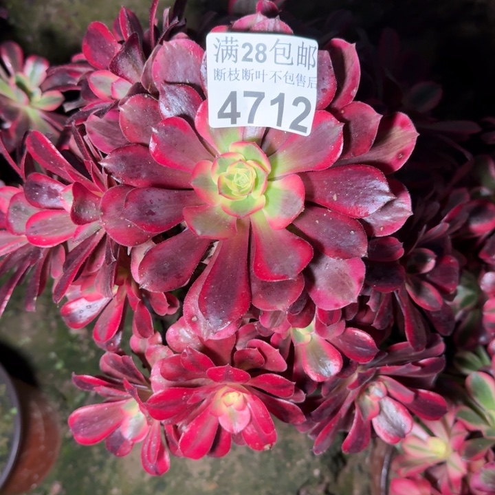 4172美杜莎多肉植物