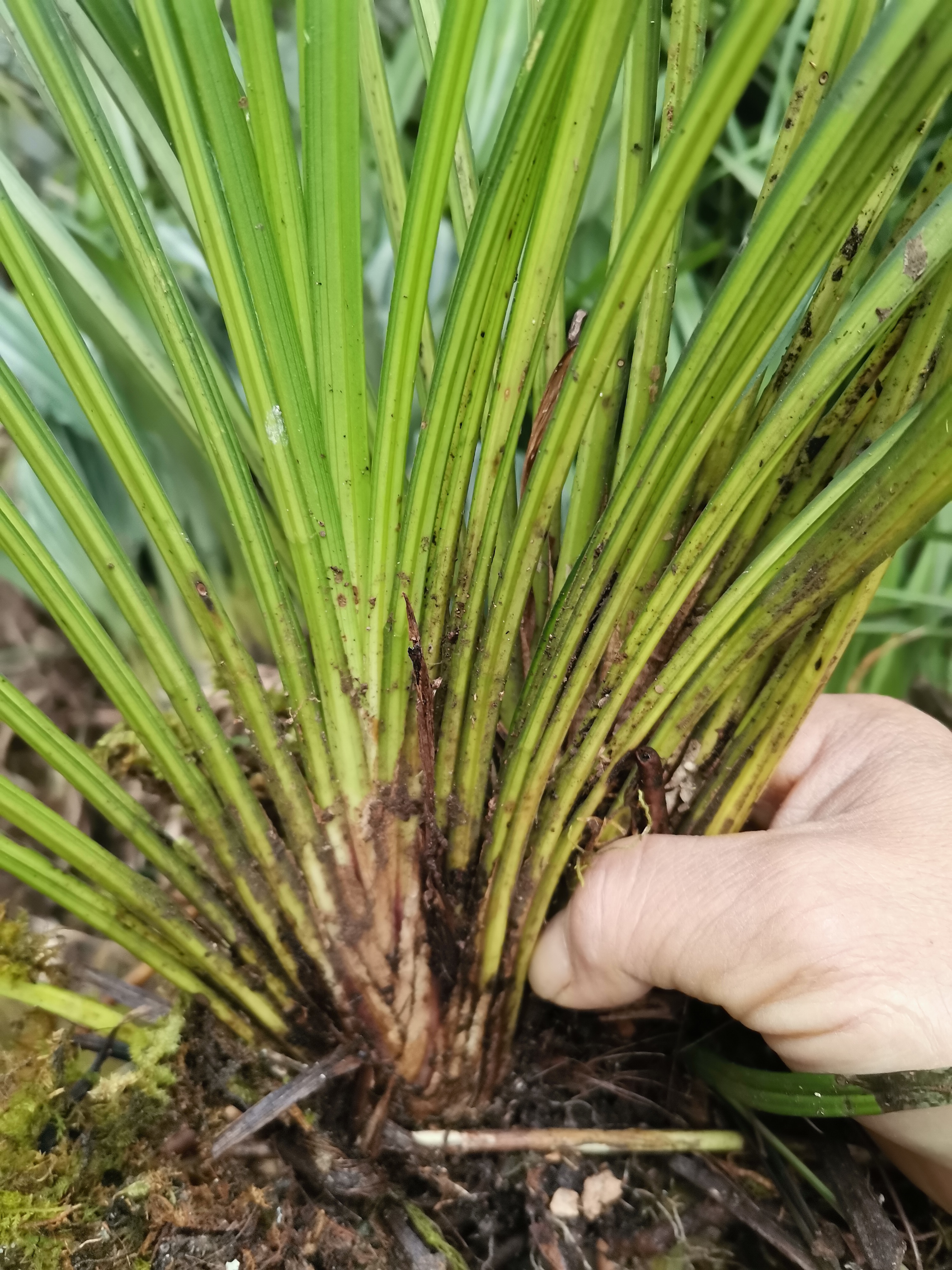 品种，秋芝，大扇形草。