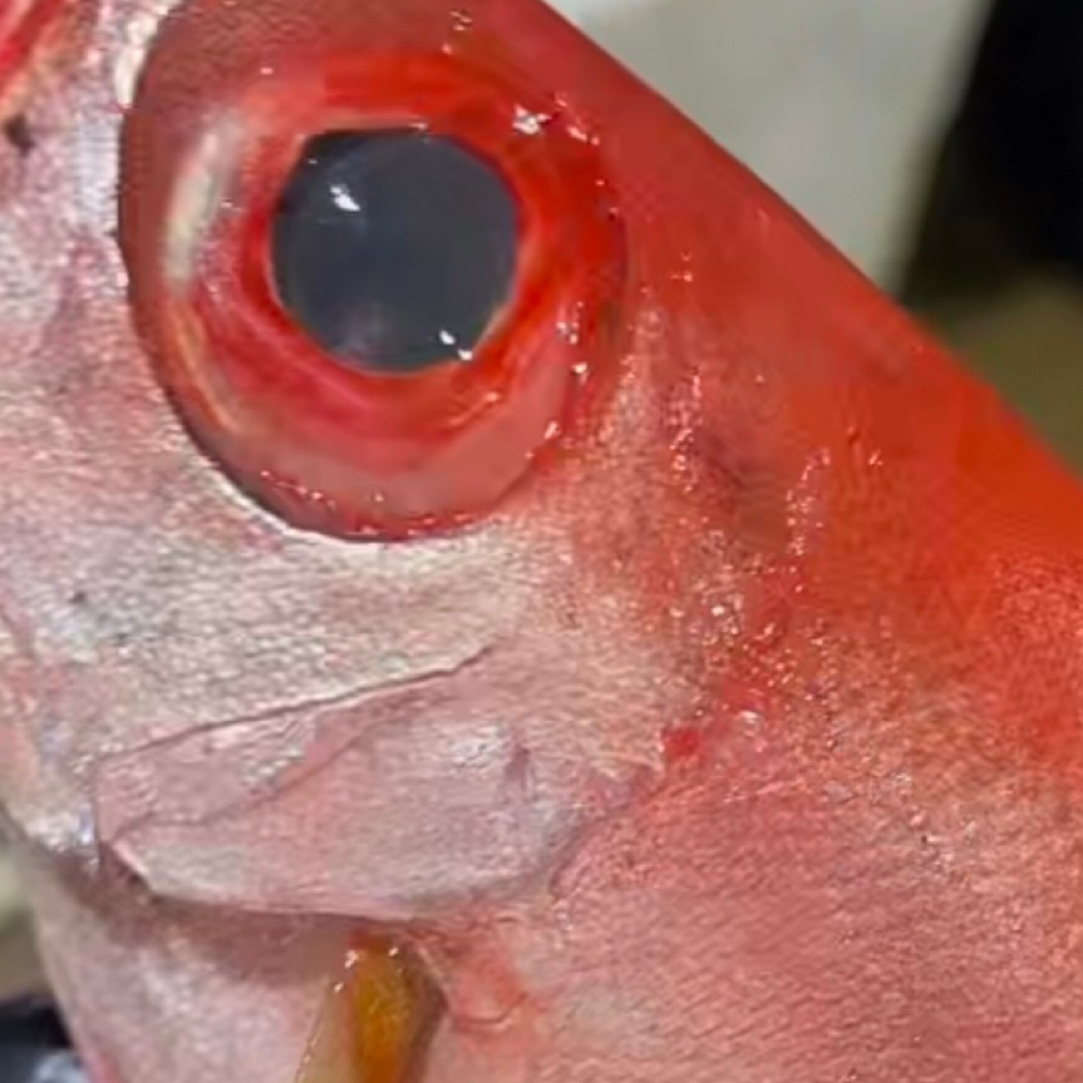 广东汕尾新鲜本港红目鲢，也叫大眼鸡