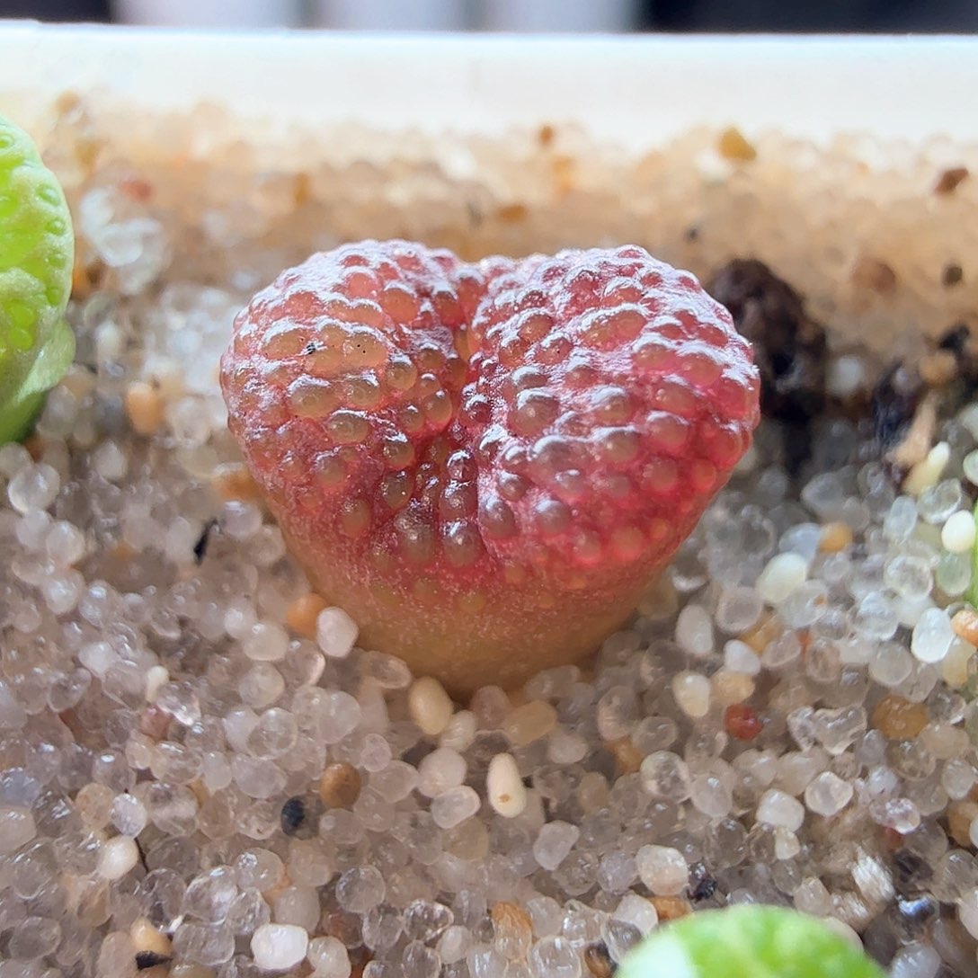 2.20.4/酒红鱼子酱勋章/多肉植物