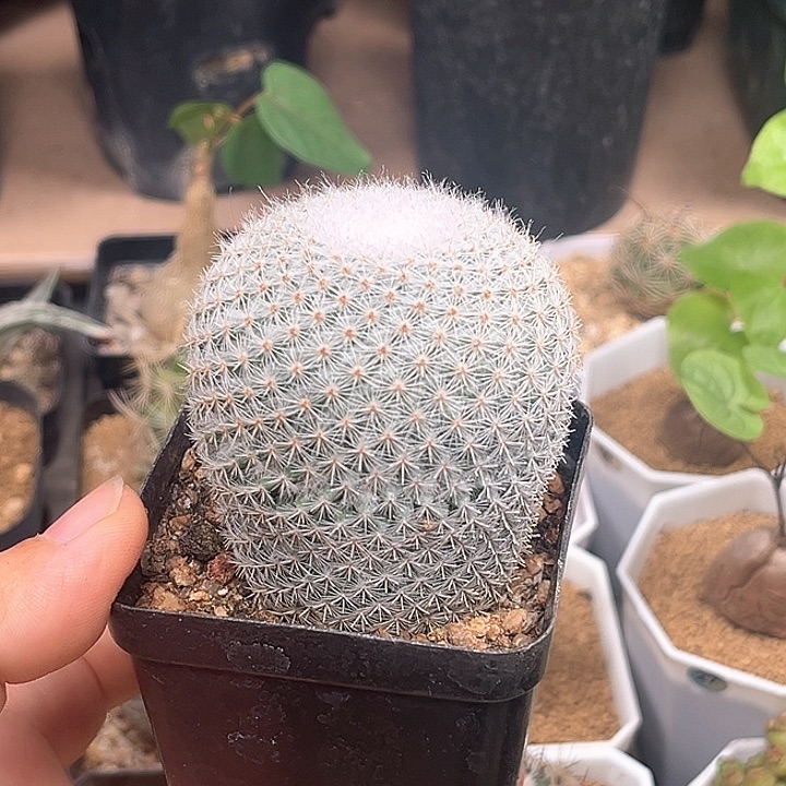 雪顶希望丸实生球母本5.5cm