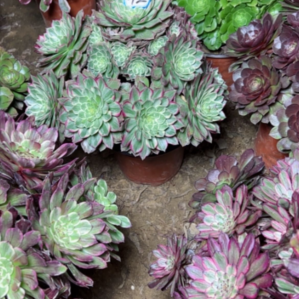 【闪购商品】阳****露多肉植物莲花42