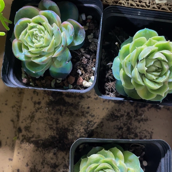 月影虾饺带盆土发