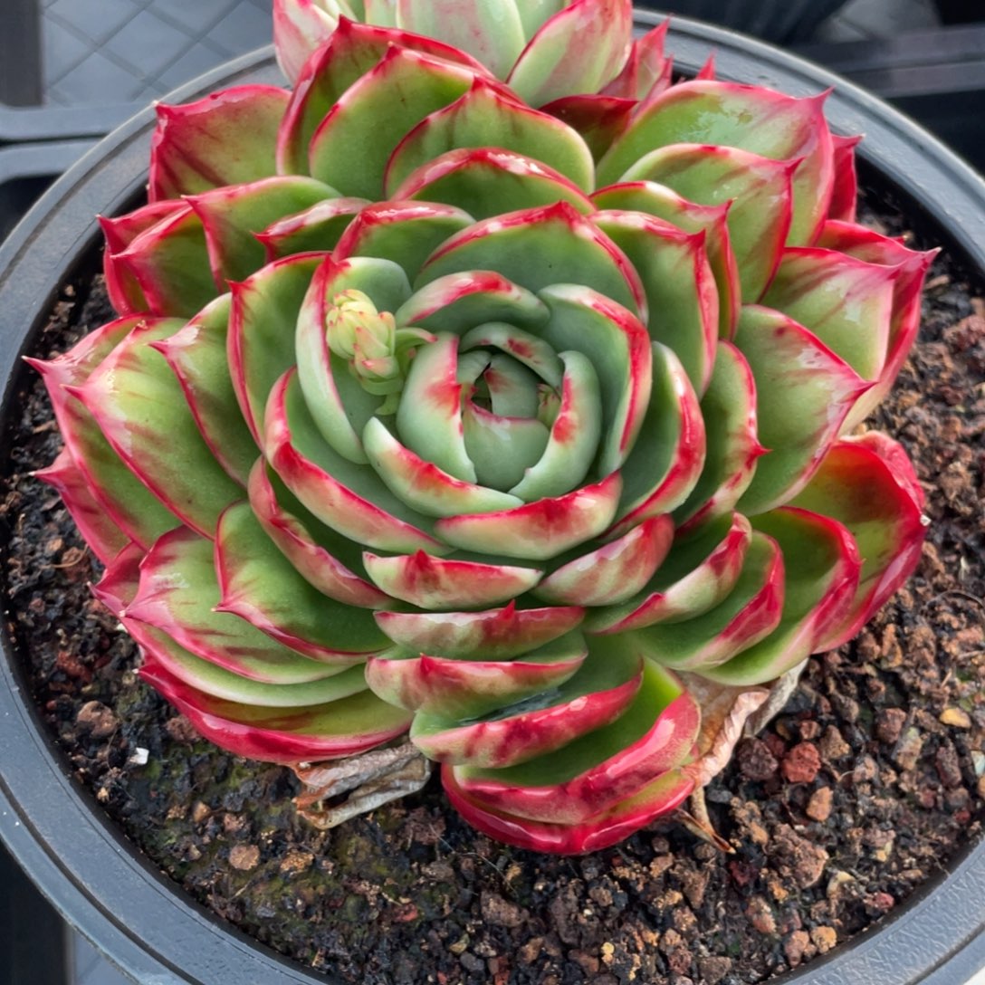 惊鸿仙子一物一拍