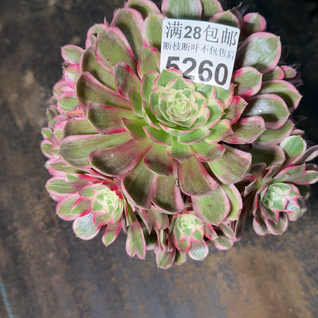 5260孔雀琳琳多头植物
