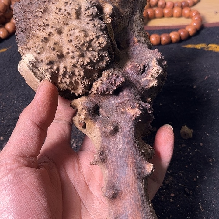 乐***核香榧木我们都会在一起的时候我