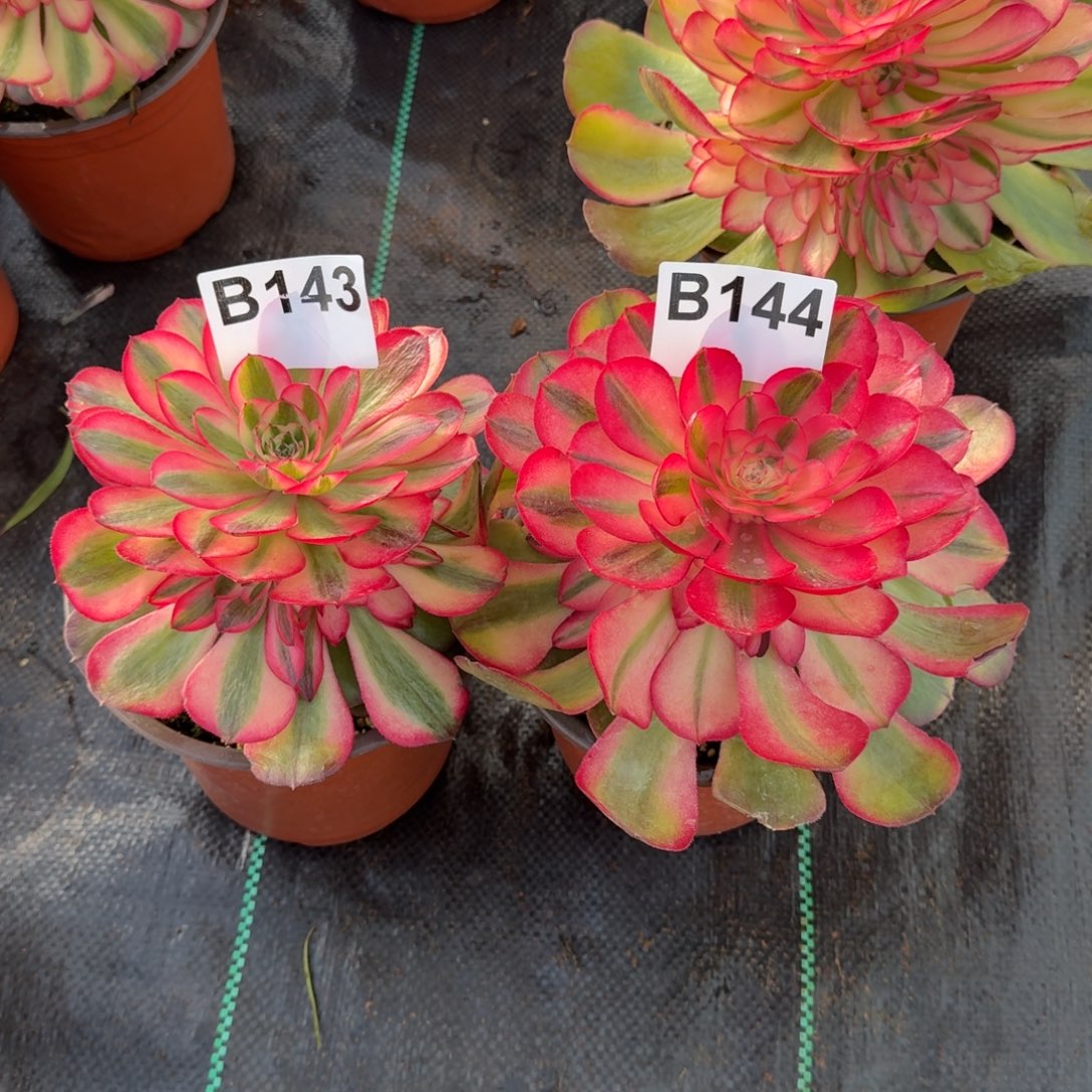 @***夏143.144荔枝法师发货