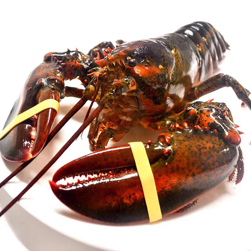 速冻波龙3-7斤(有5％冰衣）