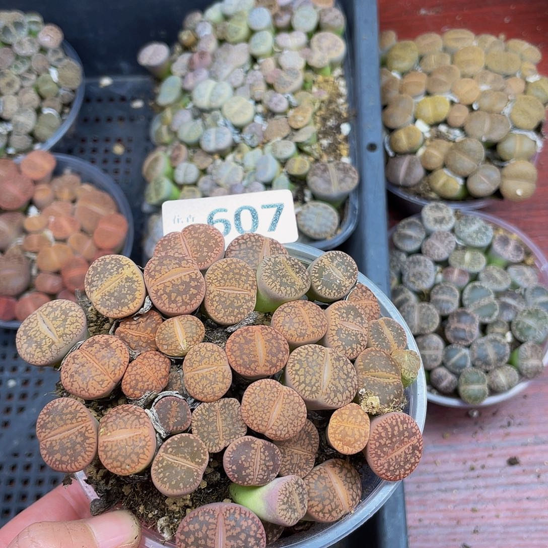 60700000000花花花花花