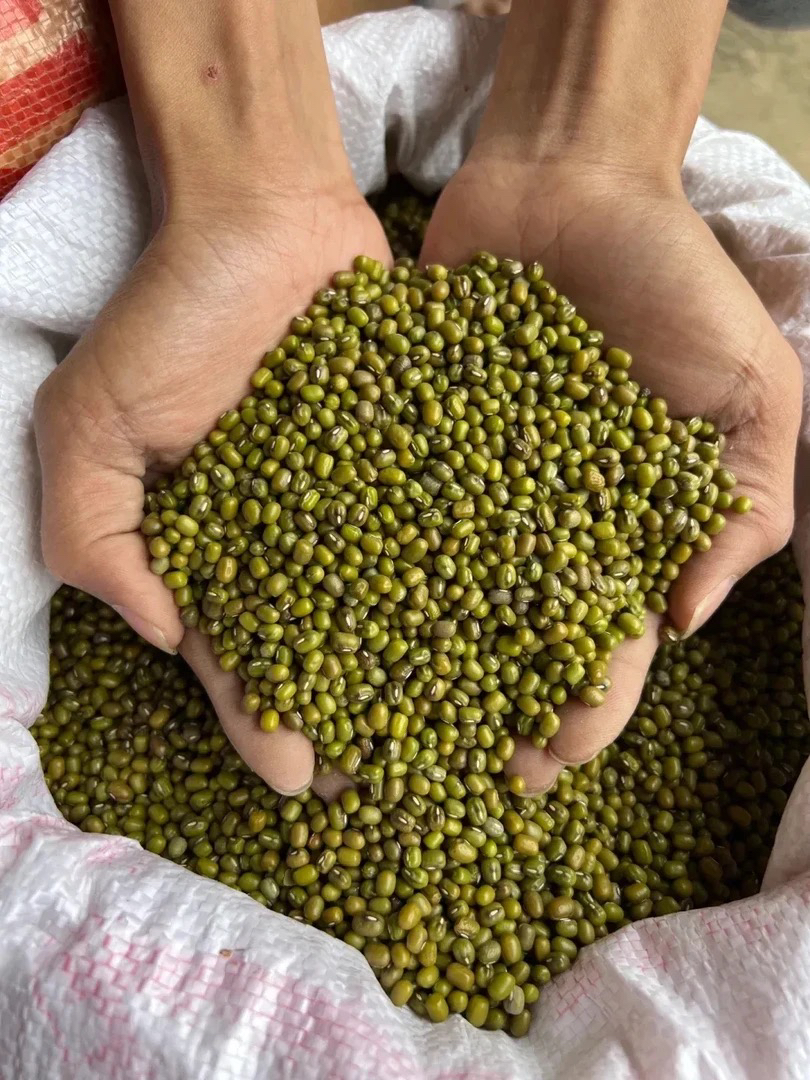 云南特产农家绿豆