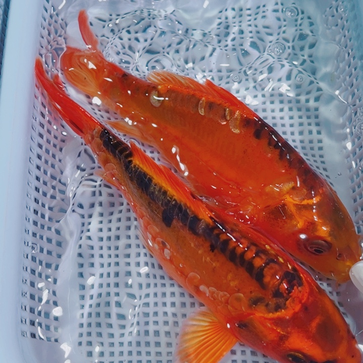 锦鲤冷水锦鲤观赏鱼125