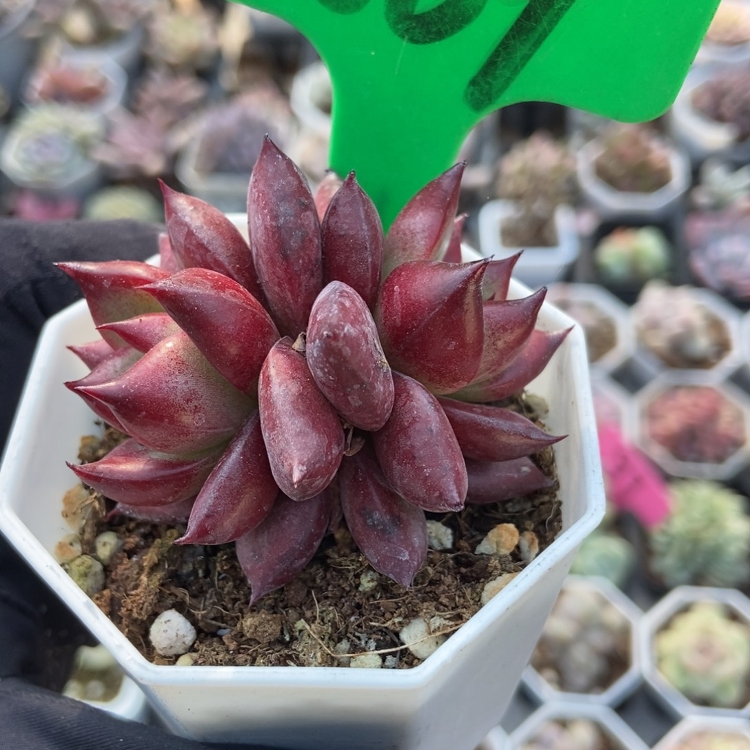 869红骑士多肉植物