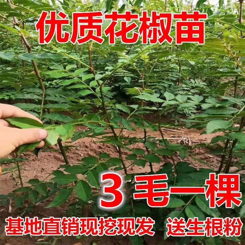 新品种花椒苗大红袍狮子头黄盖花椒树小苗青花椒苗当年结果花椒苗