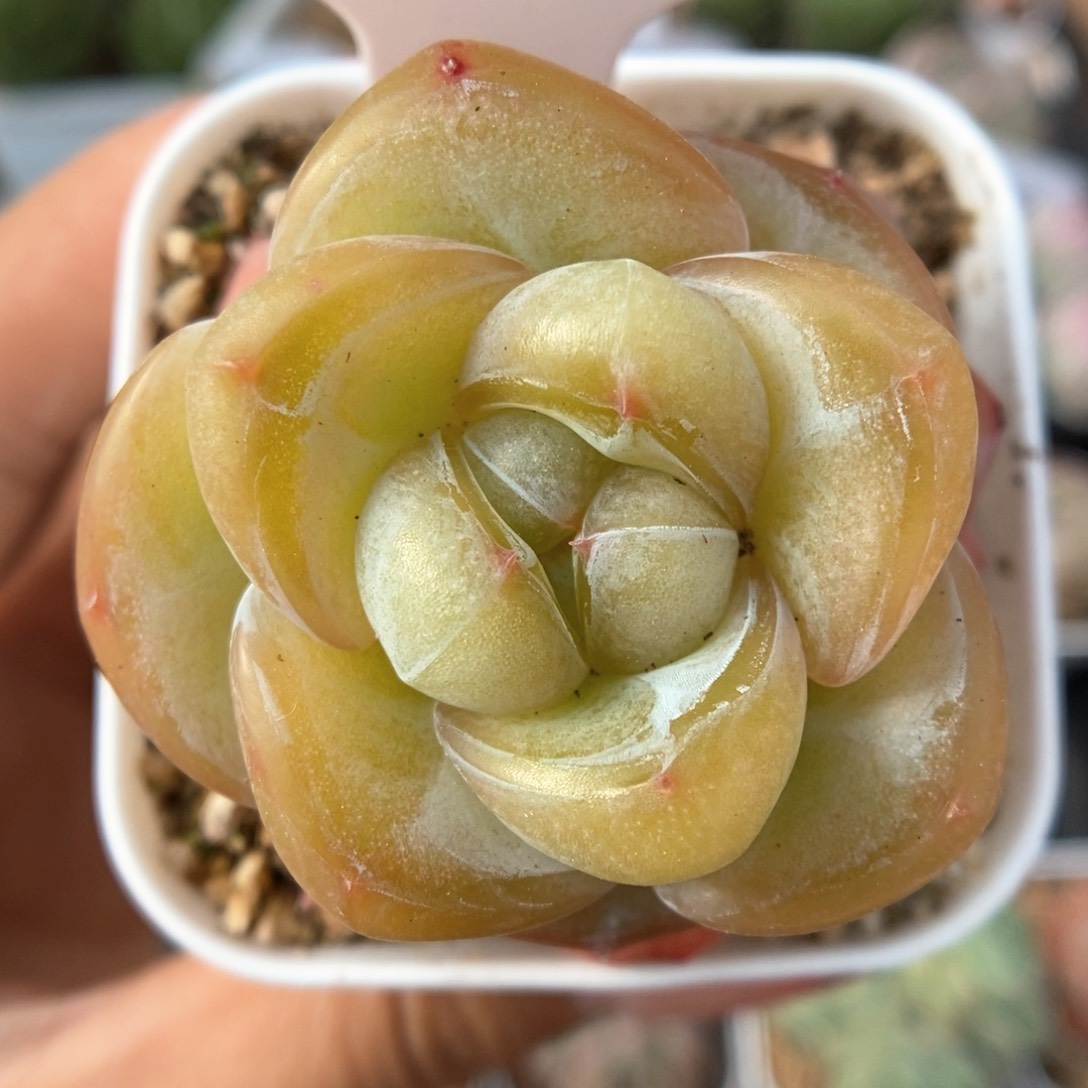 金雀可拍902号。         