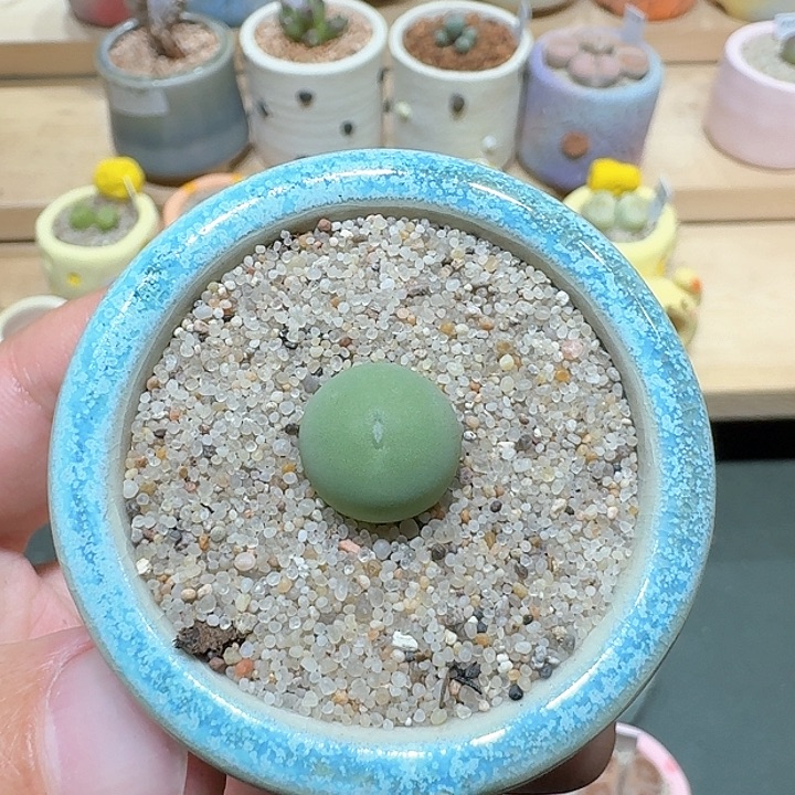 红陶蘑菇287鸽子蛋