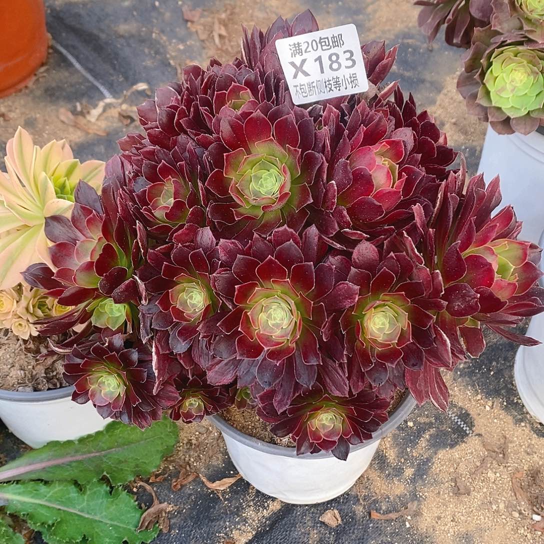 183安娜多肉法师锦多肉