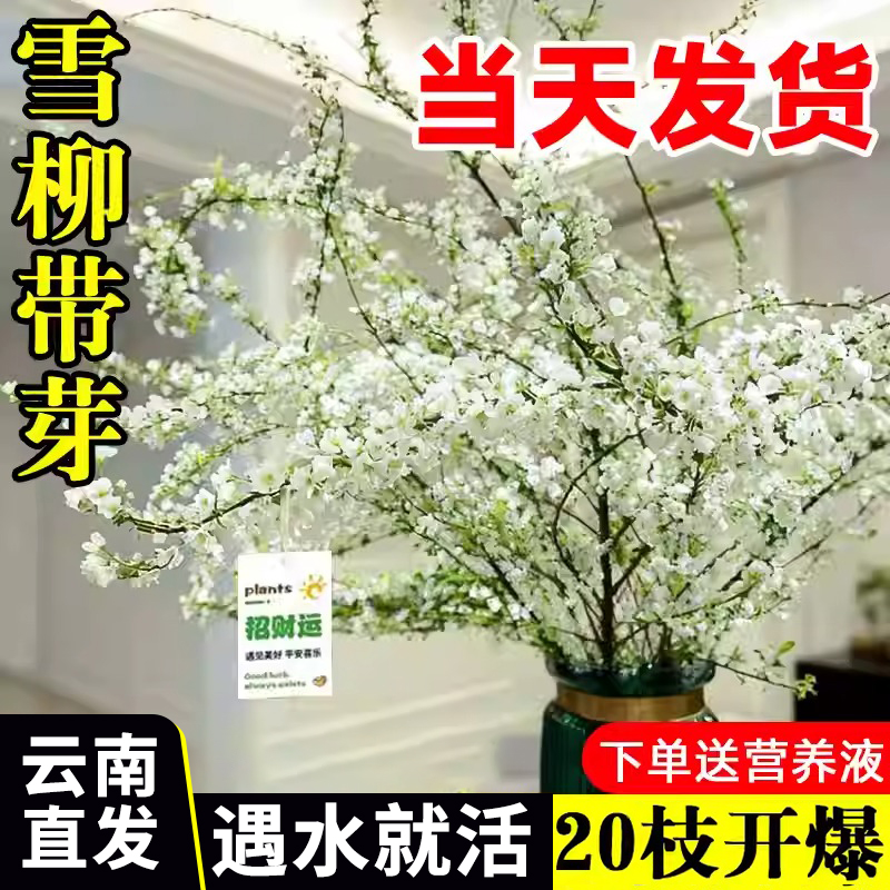 云南直发鲜枝带花苞雪柳养插花水培绿植物鲜花卉室内盆栽龙柳好活