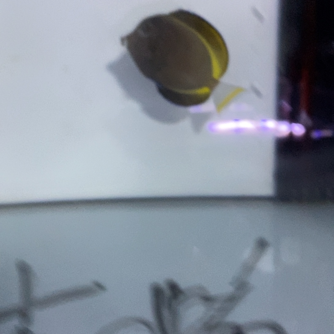 海水鱼海水观赏鱼五彩吊