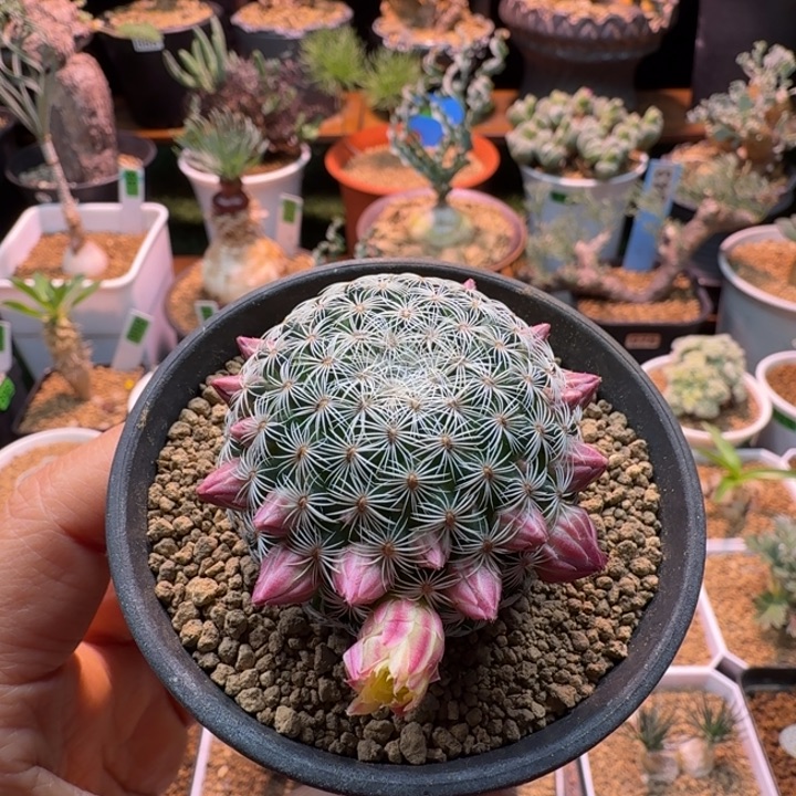 用***7白子法师167 仙人球