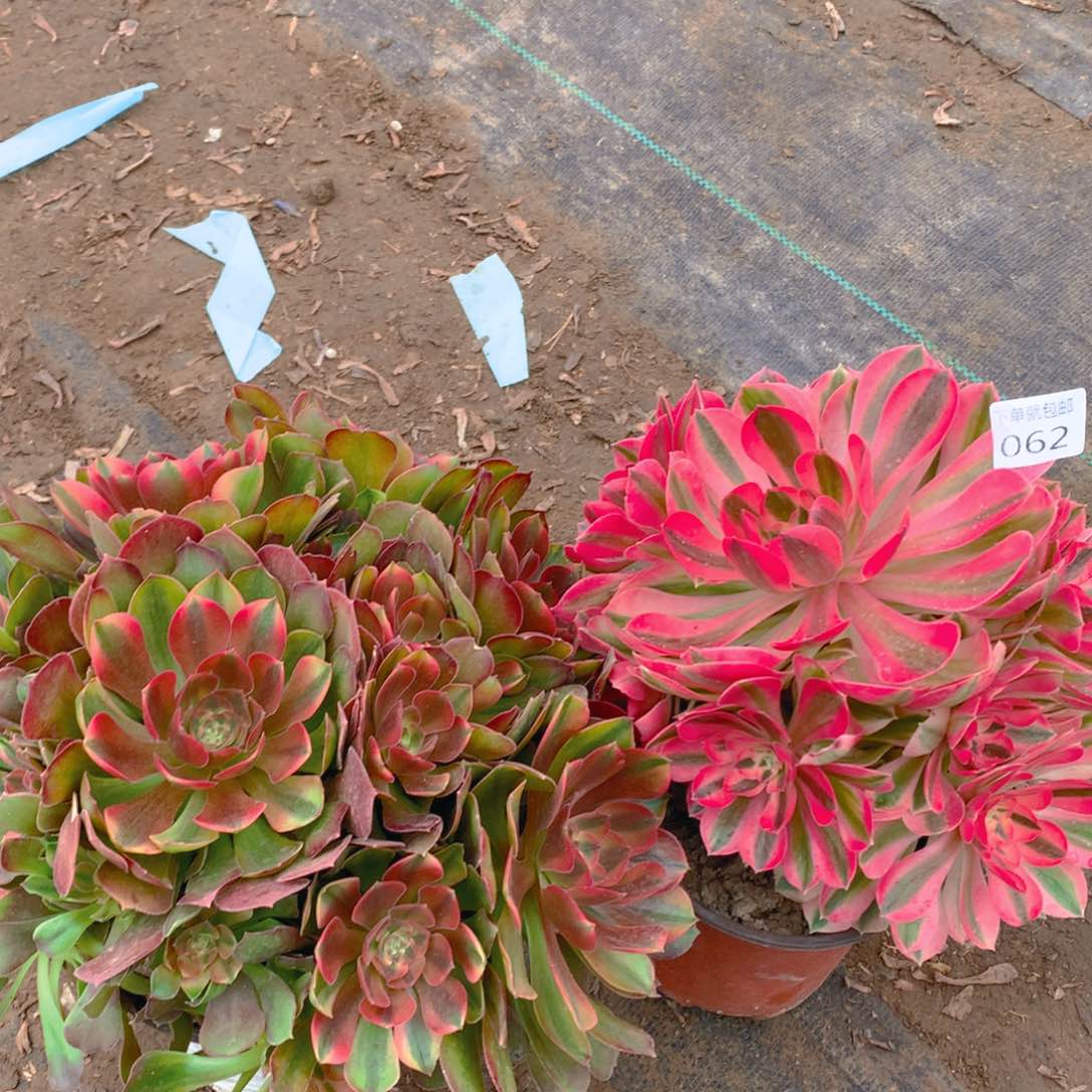 062法师组合老桩多肉