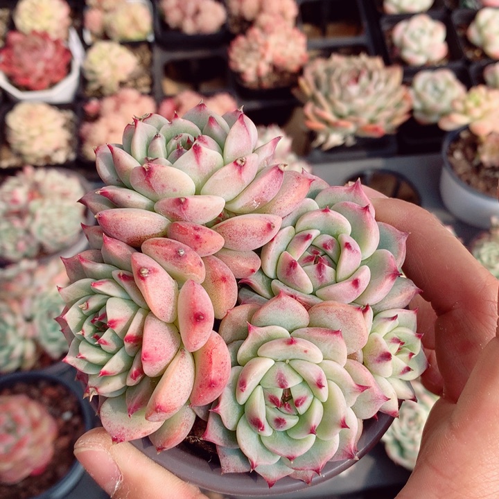 蓝眼睛9cm不包整群