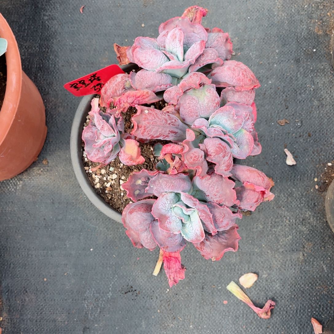 宝宝塔，男爵，周老太多肉