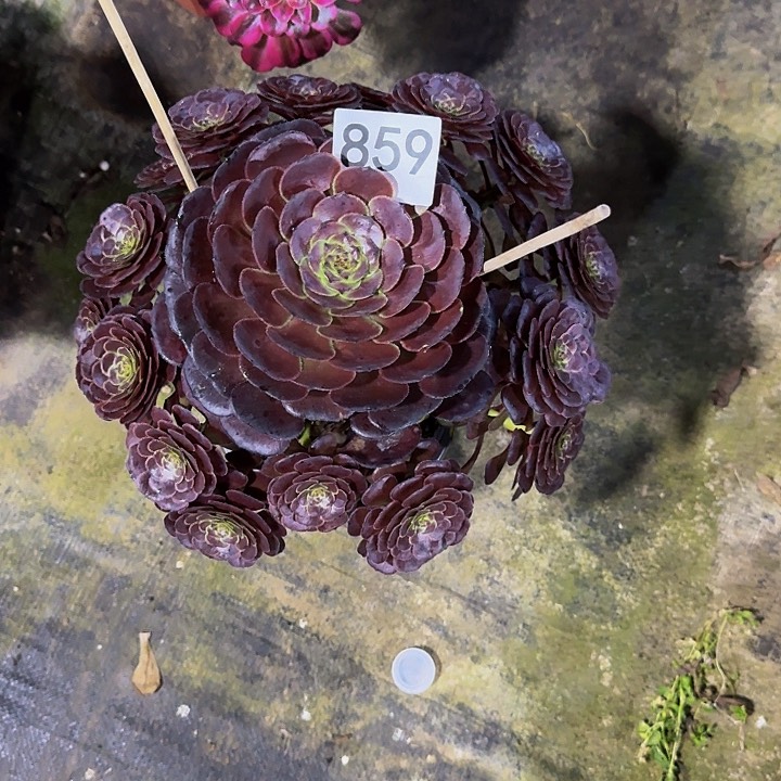 黑萝莉859000000000