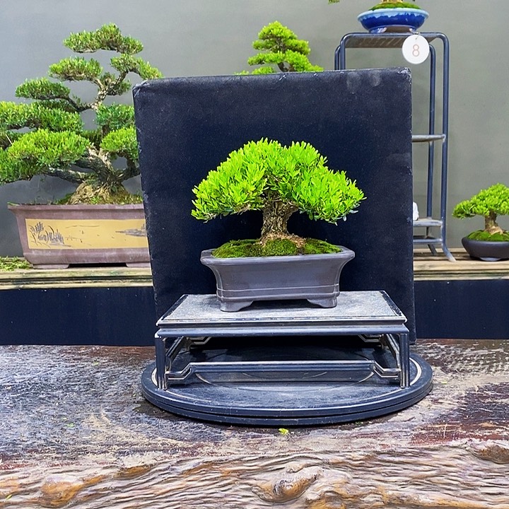 无花朵黄杨盆景四季常青