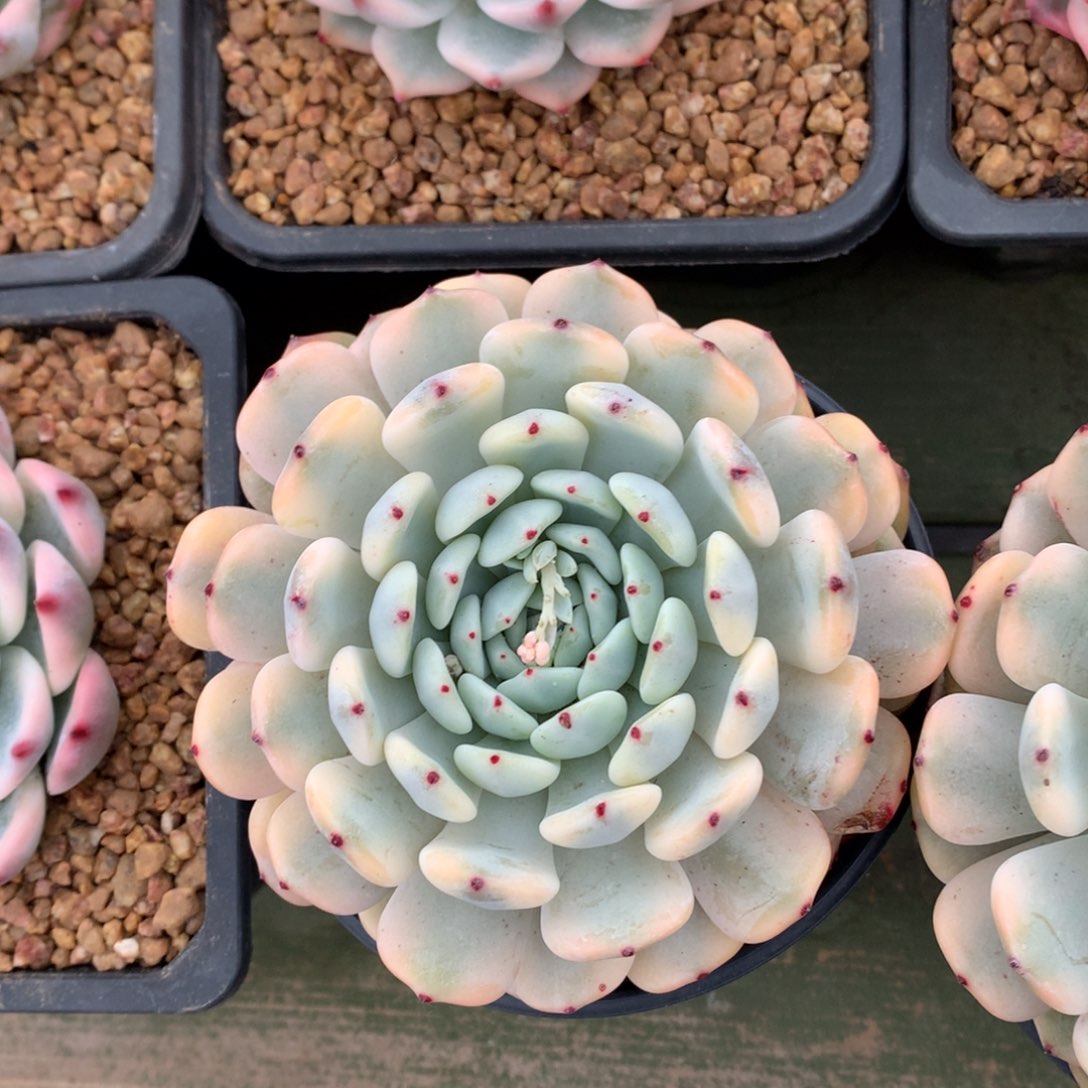 雪爪锦  单头 一颗  