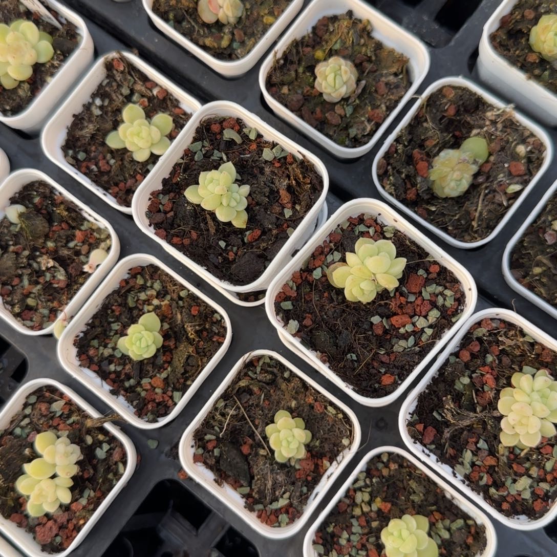 C33奶油财富盆外棚一个满25包邮