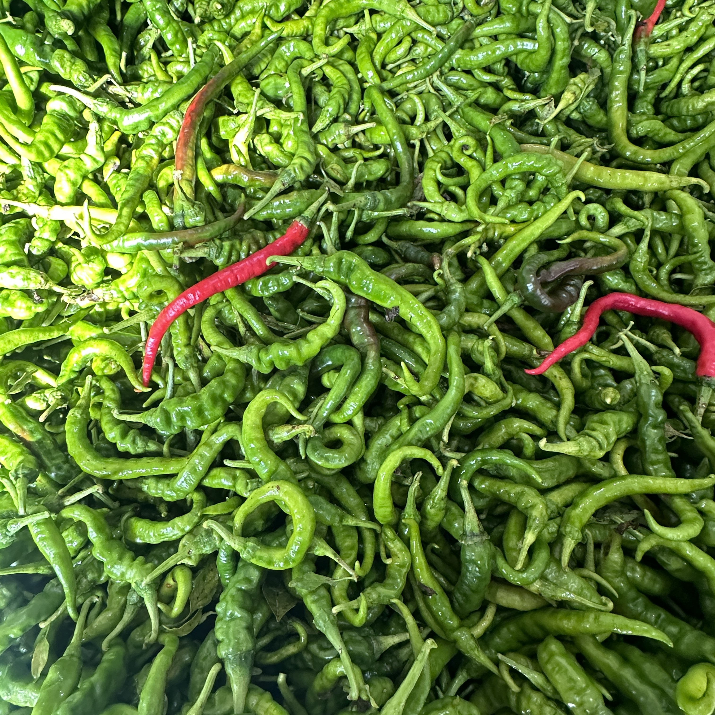湖南湘西本地露天种植绿色红色螺丝椒新鲜辣椒新鲜采摘