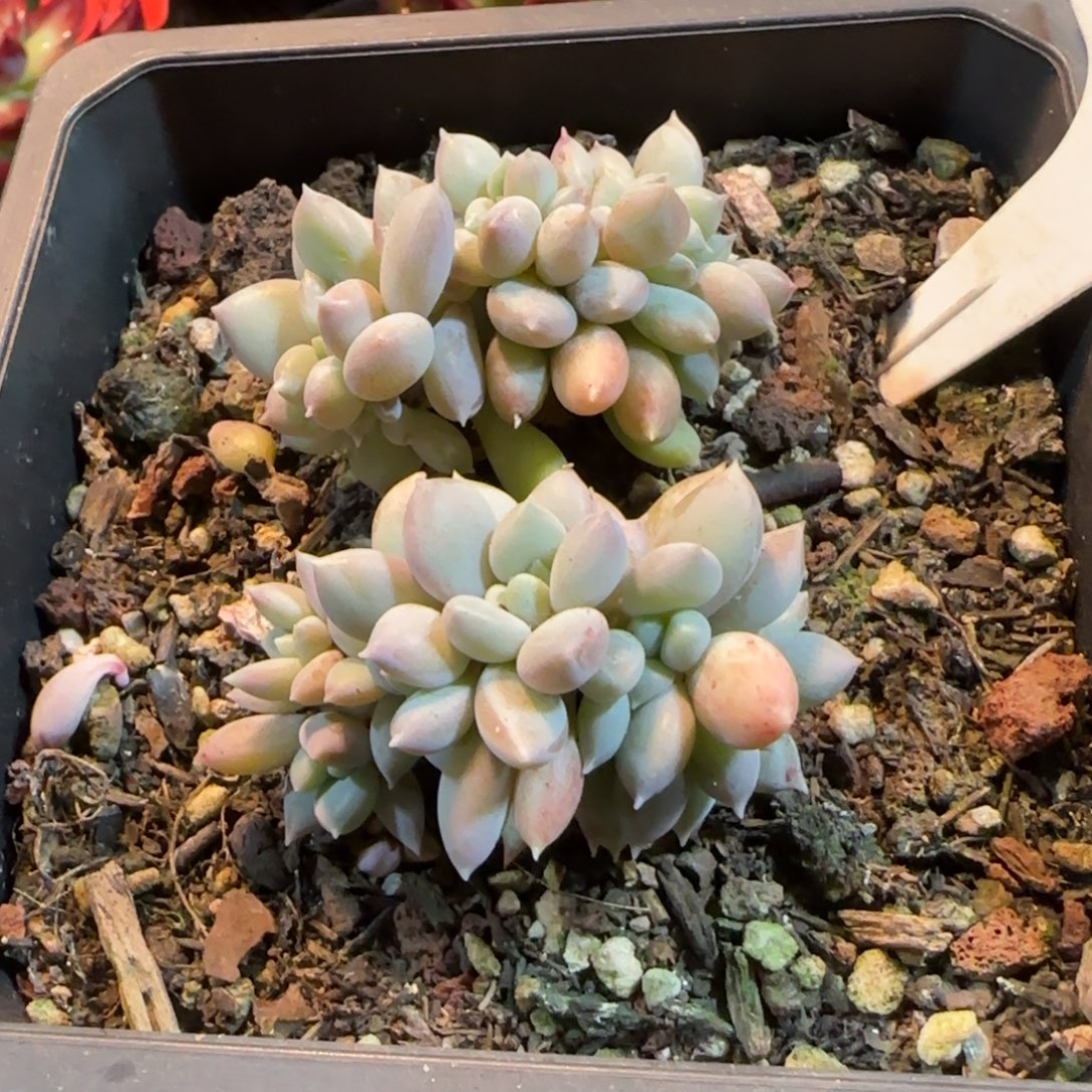 白美人缀惊鸿一物一拍包装收缩花旱170