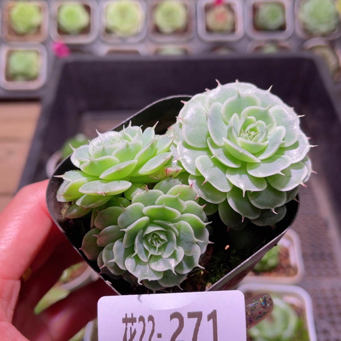 花利美22-271贝尔