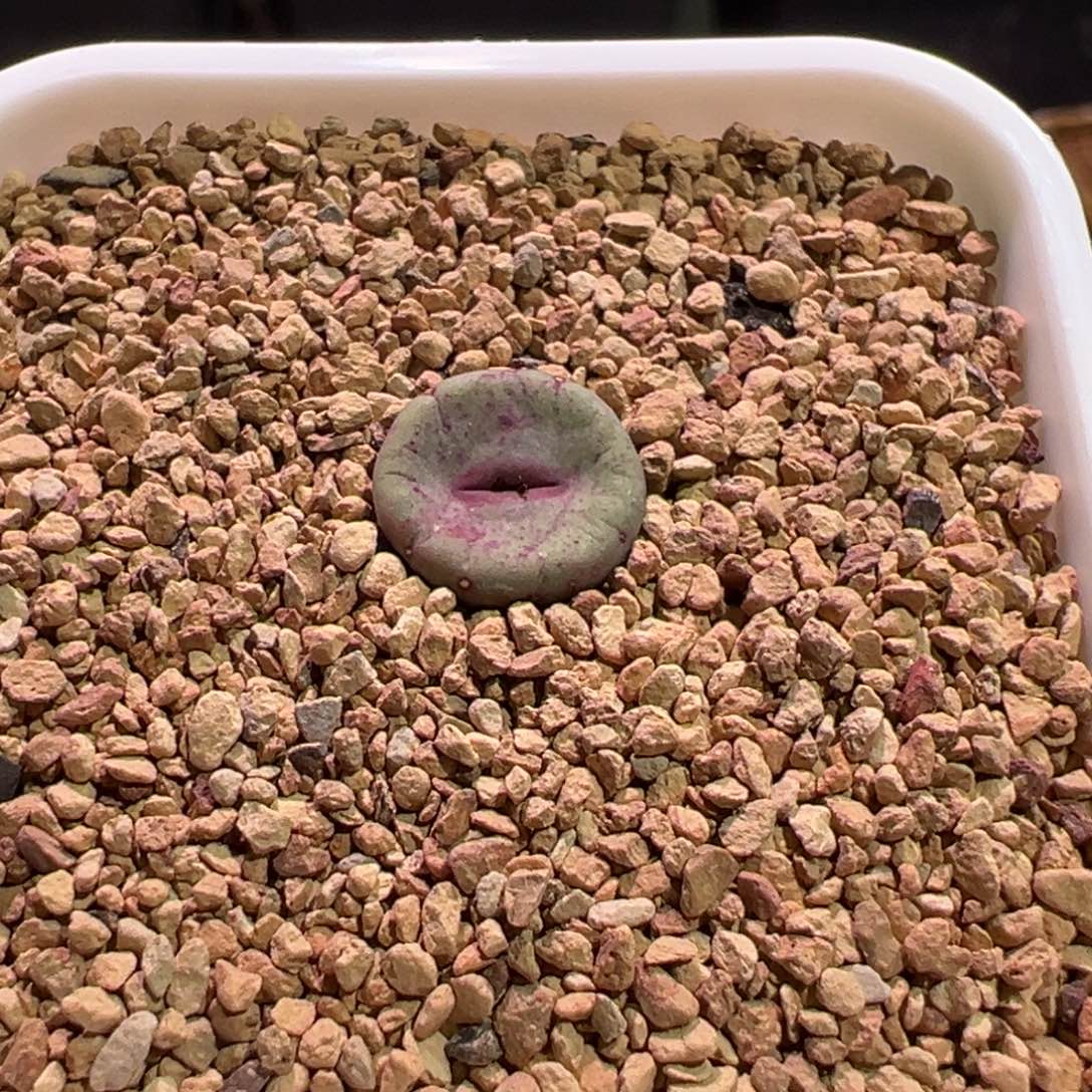 0287，园艺贝特芬嘴，肉锥植物