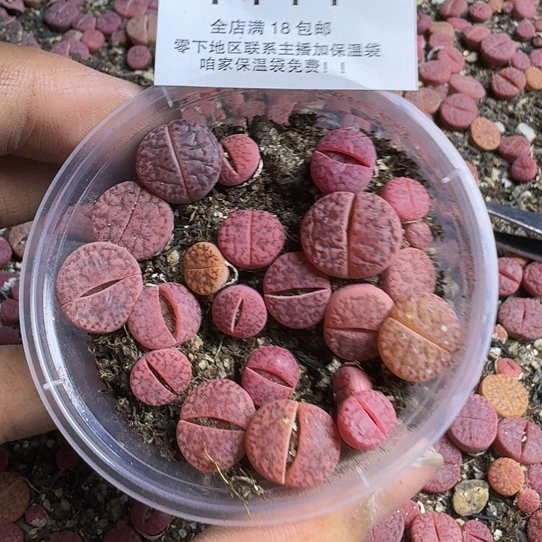 1444 哈哈哈哈哈哈哈哈