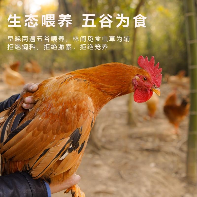 【买3赠1】浙兴礼散养原生态仔公鸡 包冰率不含冰