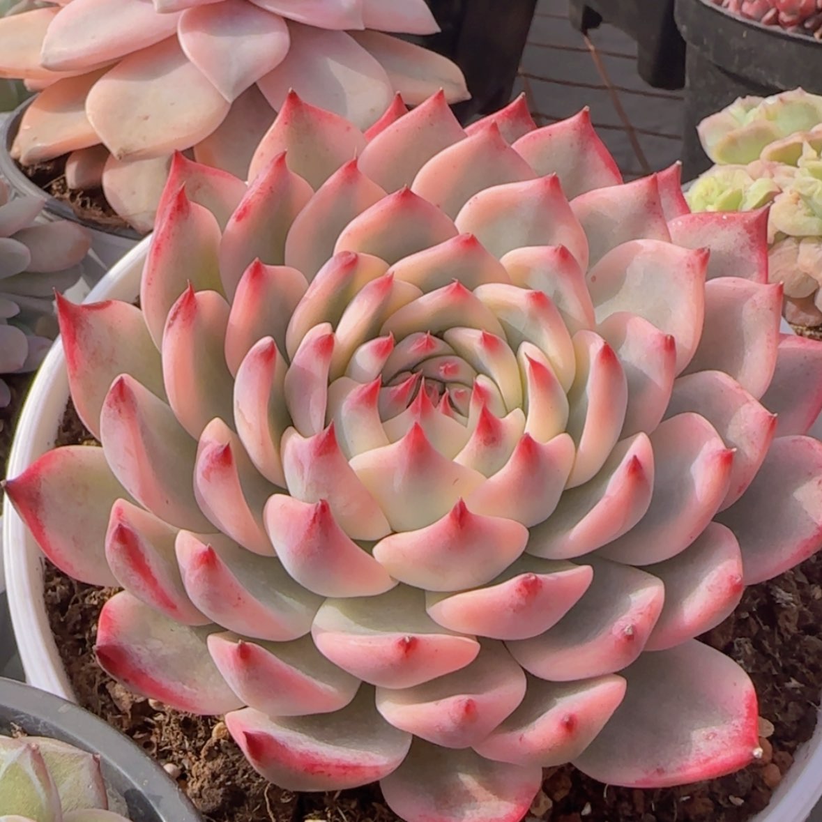 【闪购商品】吉娃娃锦99