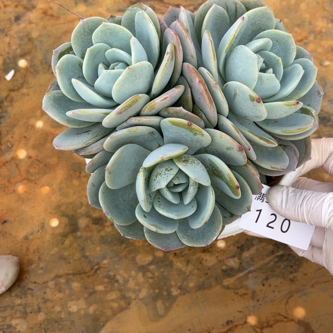 120凤橙多肉植物……