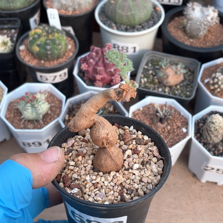 698枯木洋葵块根