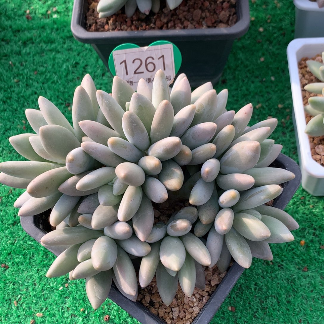 白兰地无砍小树8头1261