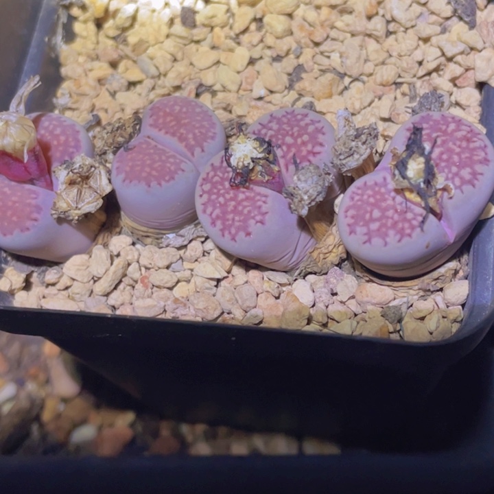 1889999900 9999145555