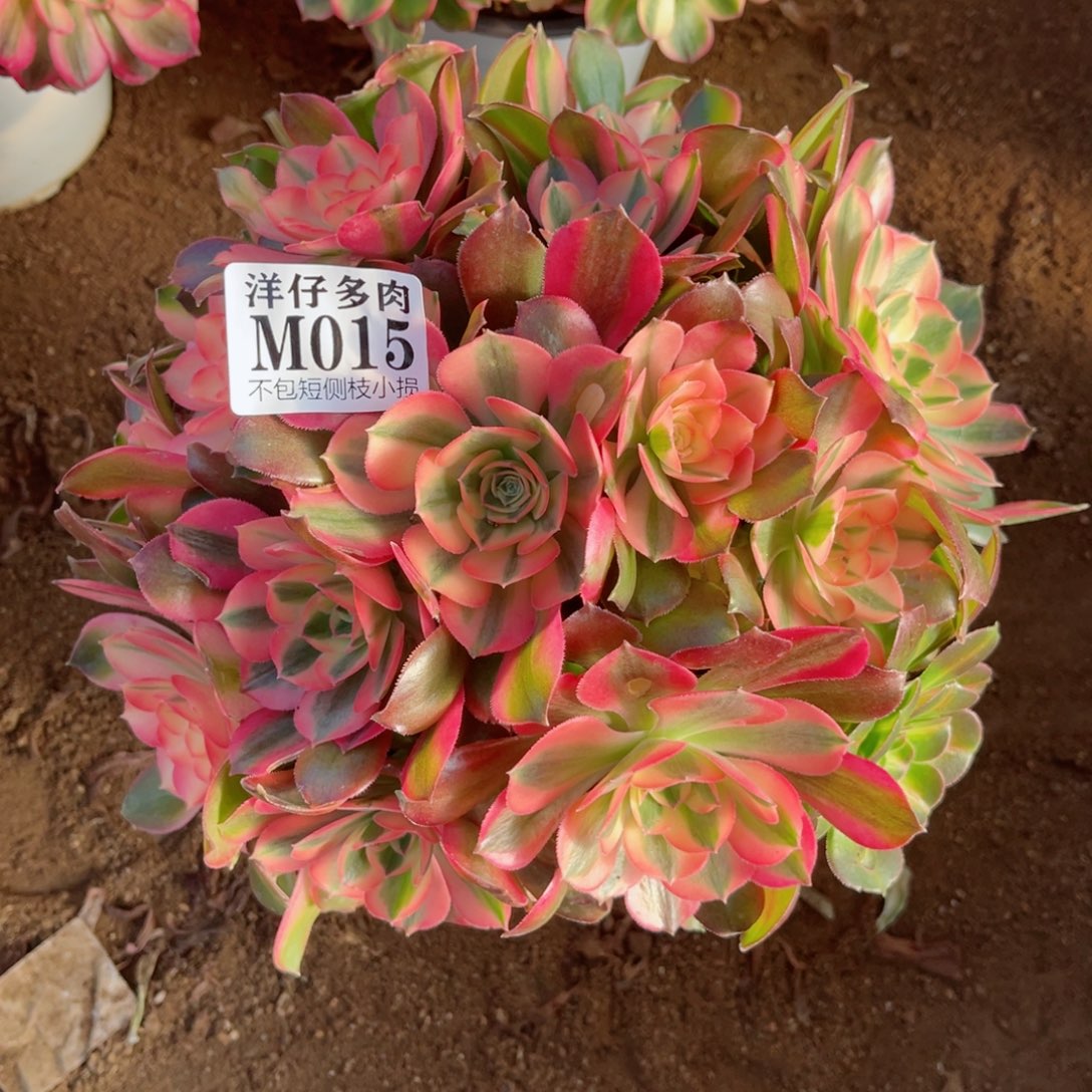 015香妃 冠幅22左右