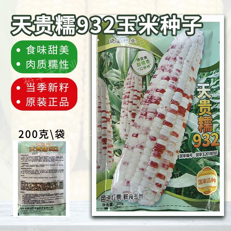 【直筒大棒】天贵糯932彩甜糯玉米种子抗病抗倒伏甜度高