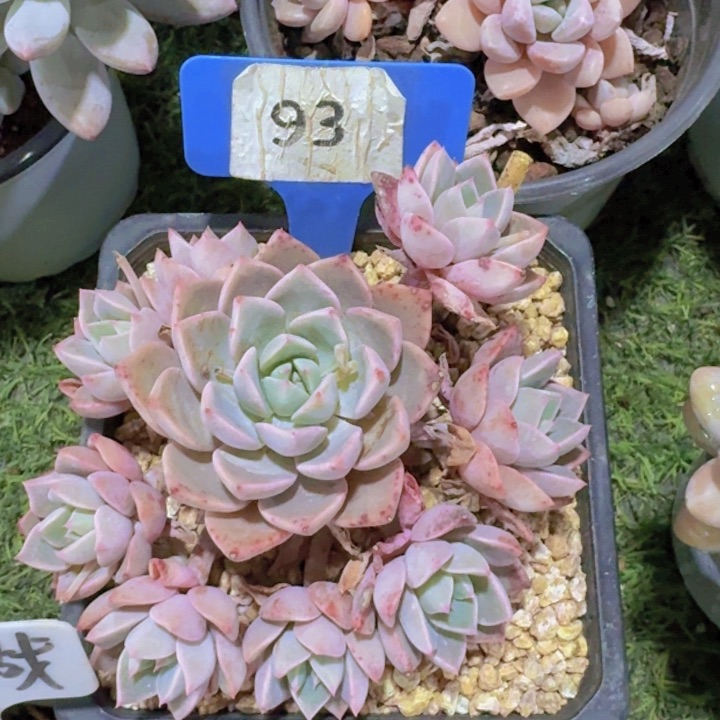 健健康康平平安安