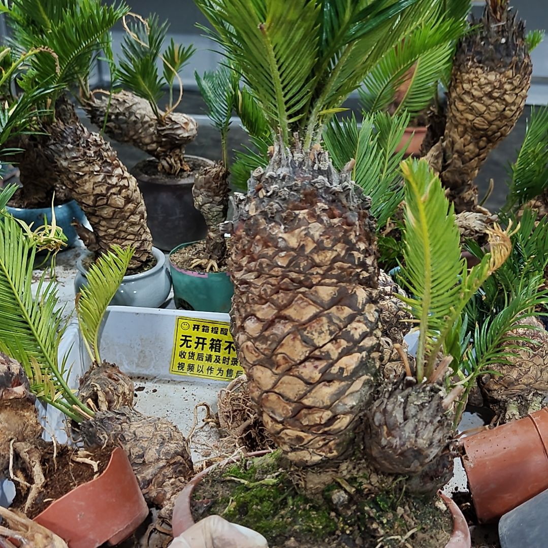用***6无花朵白鳞铁盆景基地直播间
