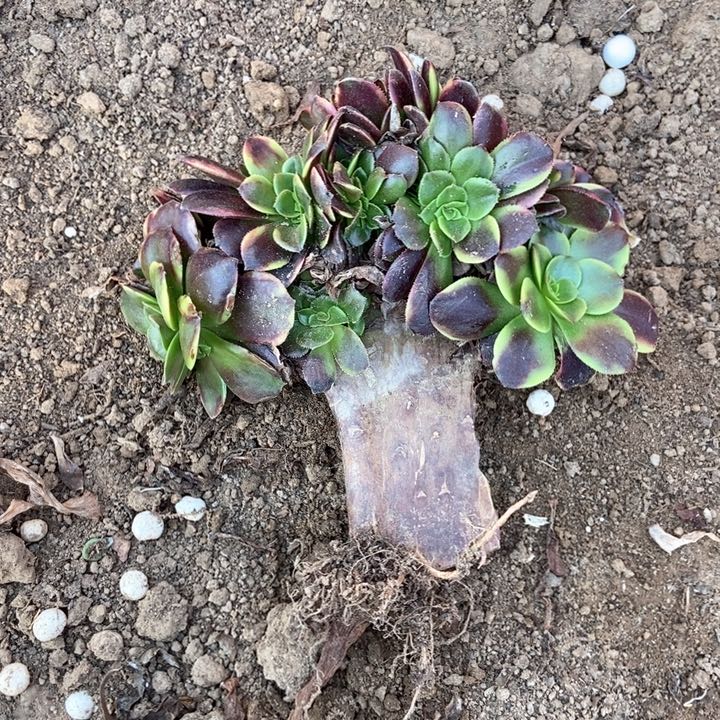 江****姐528欧嘉莉缀化老桩伤